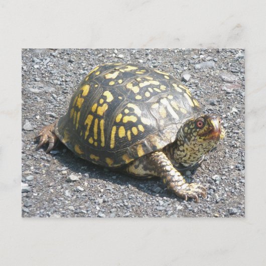 Briefkaart oosterbox schildpad (Voorkant)