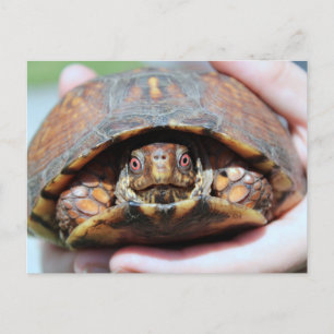 Briefkaart oosterbox schildpad