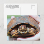 Briefkaart oosterbox schildpad (Voorkant / Achterkant)