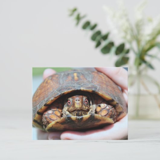 Briefkaart oosterbox schildpad (Staand voorkant)