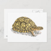 Briefkaart oosterbox schildpad (Voorkant / Achterkant)