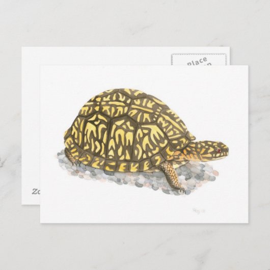 Briefkaart oosterbox schildpad (Voorkant / Achterkant)