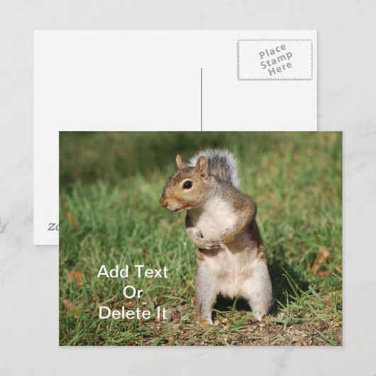 Briefkaart Oostergrijze eekhoorn (Voorkant / Achterkant)