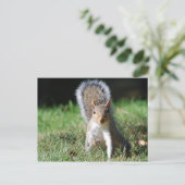 Briefkaart Oostergrijze eekhoorn (Staand voorkant)