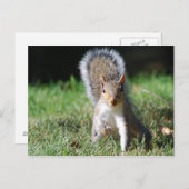 Briefkaart Oostergrijze eekhoorn (Voorkant / Achterkant)
