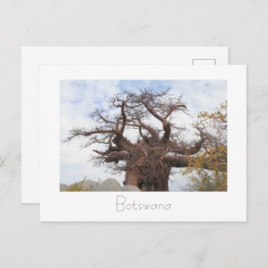 Briefkaart op de Baobab-boom in Botswana (Voorkant / Achterkant)