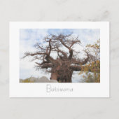 Briefkaart op de Baobab-boom in Botswana (Voorkant)