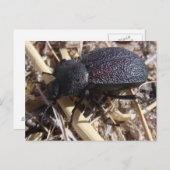 Briefkaart op de grond (Voorkant / Achterkant)