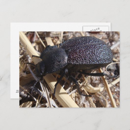 Briefkaart op de grond (Voorkant / Achterkant)