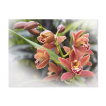 Briefkaart Oranje Cymbidium Orchid Flowers