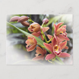 Briefkaart Oranje Cymbidium Orchid Flowers