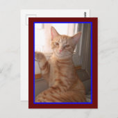 Briefkaart Oranje Kat Tiger (Voorkant / Achterkant)