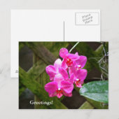 Briefkaart - Orchid (Voorkant / Achterkant)