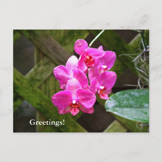 Briefkaart - Orchid (Voorkant)
