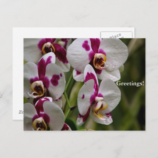 Briefkaart - Orchid (Voorkant / Achterkant)