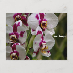 Briefkaart - Orchid