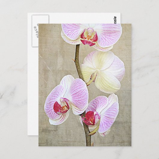 Briefkaart Orchid Flowers (Voorkant / Achterkant)