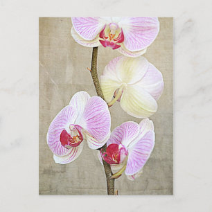 Briefkaart Orchid Flowers