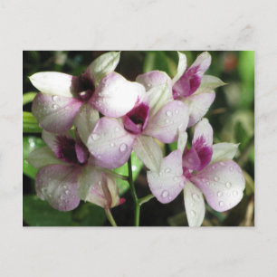 Briefkaart Orchideeën, aanpassen