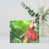 Briefkaart Osa Peninsula Scarlet Macaw Costa Rica (Staand voorkant)