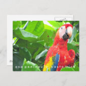 Briefkaart Osa Peninsula Scarlet Macaw Costa Rica (Voorkant / Achterkant)