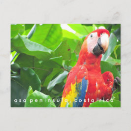 Briefkaart Osa Peninsula Scarlet Macaw Costa Rica