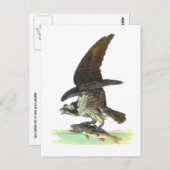 Briefkaart: Osprey - John Audubon Briefkaart (Voorkant / Achterkant)