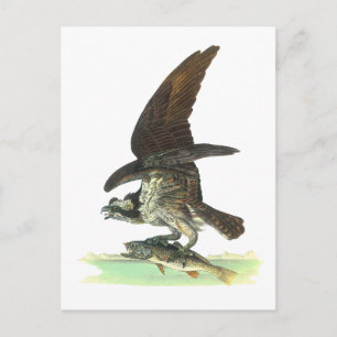 Briefkaart: Osprey - John Audubon Briefkaart