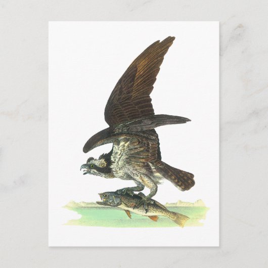 Briefkaart: Osprey - John Audubon Briefkaart (Voorkant)