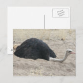 Briefkaart Ostrich (Voorkant / Achterkant)