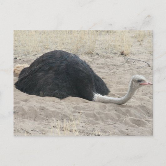 Briefkaart Ostrich (Voorkant)