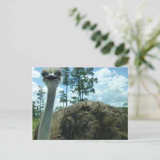 Briefkaart Ostrich (Staand voorkant)