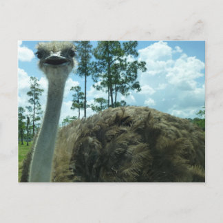 Briefkaart Ostrich