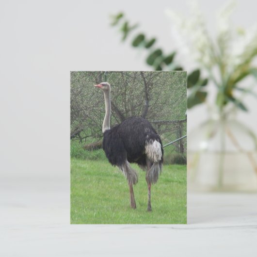 Briefkaart Ostrich (Staand voorkant)