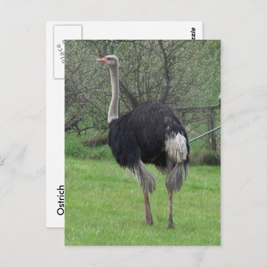 Briefkaart Ostrich (Voorkant / Achterkant)
