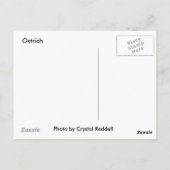 Briefkaart Ostrich (Achterkant)