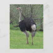 Briefkaart Ostrich (Voorkant)