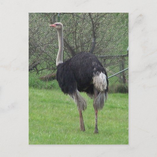 Briefkaart Ostrich (Voorkant)