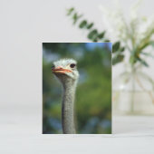 Briefkaart Ostrich (Staand voorkant)