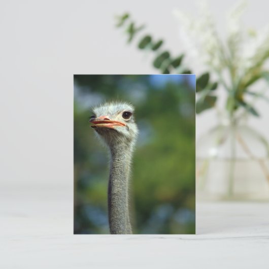 Briefkaart Ostrich (Staand voorkant)