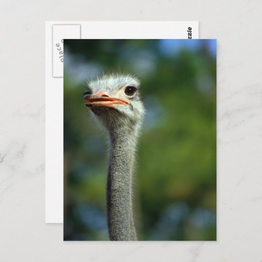 Briefkaart Ostrich (Voorkant / Achterkant)