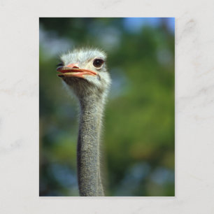Briefkaart Ostrich