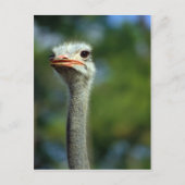 Briefkaart Ostrich (Voorkant)
