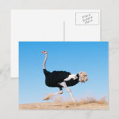 Briefkaart Ostrich Run (Voorkant / Achterkant)