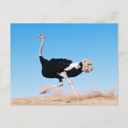 Briefkaart Ostrich Run (Voorkant)