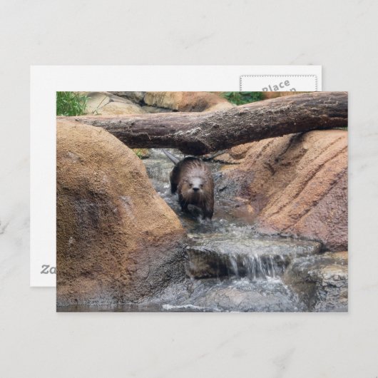 Briefkaart Otter (Voorkant / Achterkant)