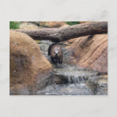 Briefkaart Otter (Voorkant)