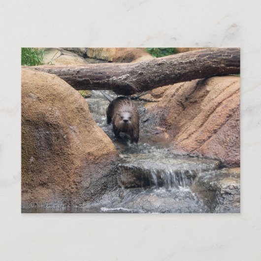 Briefkaart Otter (Voorkant)