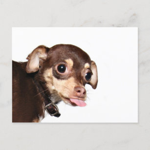 Briefkaart over de houding van Chihuahua