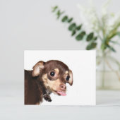 Briefkaart over de houding van Chihuahua (Staand voorkant)